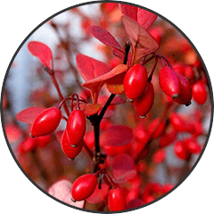 Berberine