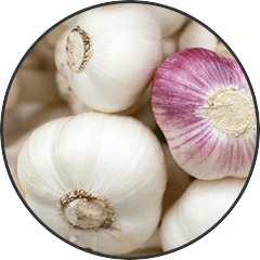 Garlic