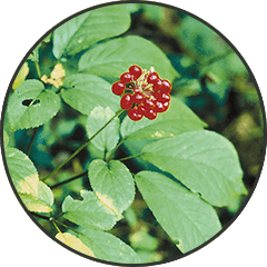 Panax Ginseng