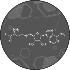 S Adenosyl Methionine